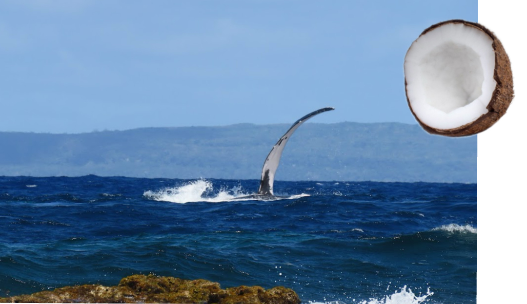 Whale watching in Tonga